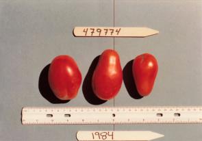 Click for 1 image(s) for this accession. FRUIT